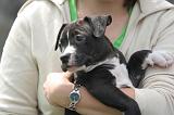 ADULTE ET CHIEN 405